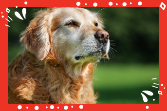 perro-anciano1.jpg